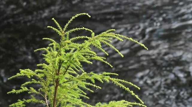 Steady shot of lush green pine tree branch close up, over blurry river water.
