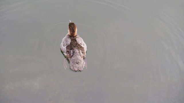 High angle view tracking a wild female common merganser duck paddling through smooth ocean ripples.