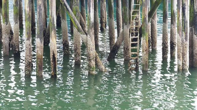 Steady shot of heavy barnacle growth on vertical timber pile supports in a boat dock during low tide.
