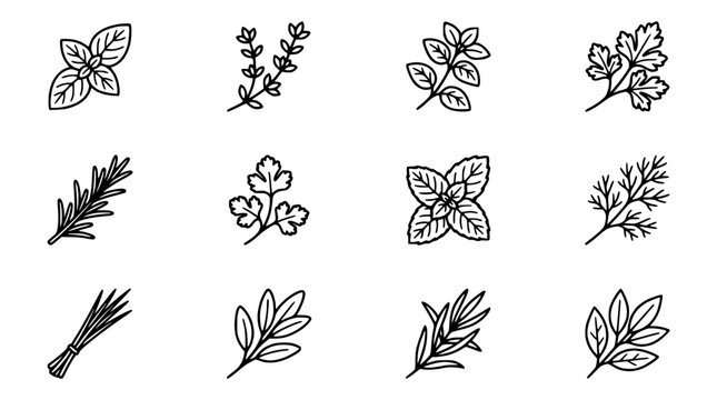 Herbs Icons Set: Basil, Thyme, Oregano, Parsley, Rosemary, Cilantro