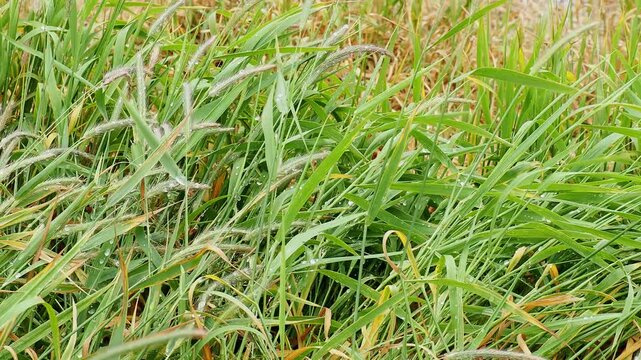 Detailed macro b-roll focusing on wet wild green reed canary grass stalks swaying under gentle wind patterns. 