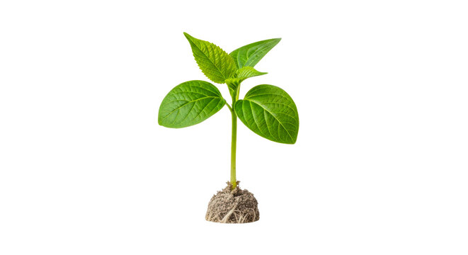 Small green plant sprout with exposed roots on white background