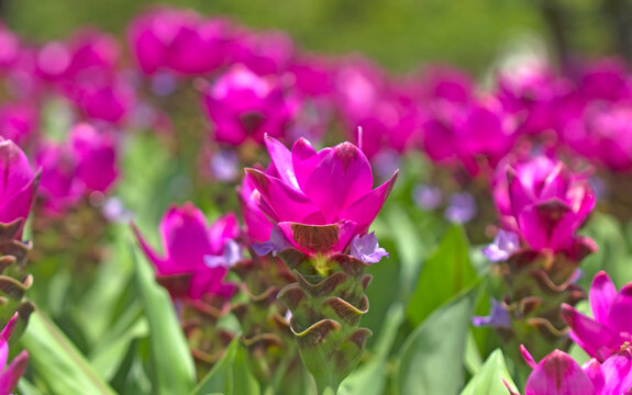 Thai tulip on flower garden