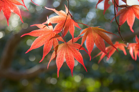 Japanese Maple Foliage, New England