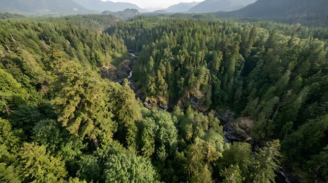 Ancestral Forest Territory Aerial Landscape