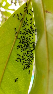 ants in the leaf