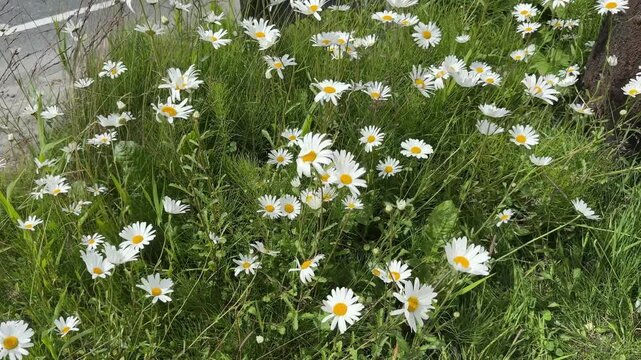 A dense patch of wild white oxeye daisy flowers blooming along a grassy path.
