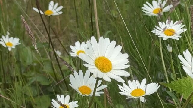 Close up shot showing beautiful white oxeye daisies growing in a wild green field.