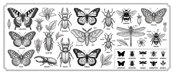 Obraz premium Vintage Insect Illustrations Collection Isolated