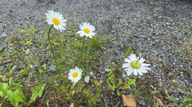 Ground level tracking shot of a few wild white daisy flowers blooming along a grey rocky path.