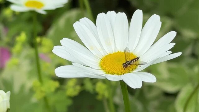 Extreme close up shot of a small hoverfly gathering pollen on the yellow disk of a white daisy flower.