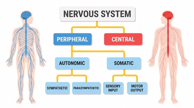 Human nervous system diagram showing central and peripheral divisions