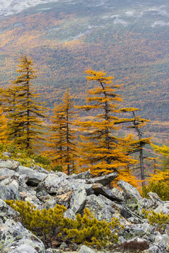 Beautiful autumn mountain landscape. View of larch trees on a rocky hillside. Mountains in the distance. Travel and hiking in the wild. Ecological tourism in northern nature. Autumn season. September.
