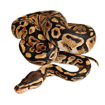 Coiled snake with intricate black and gold patterns.