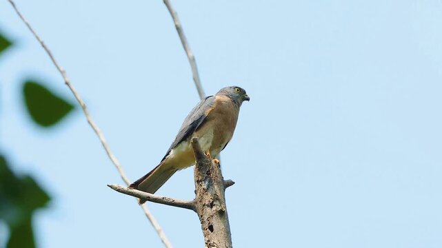 Small grey and brown hawk bird of prey perching alertly on a dead tree branch against a clear blue sky
