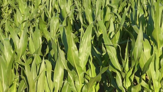 Corn leaves swaying in slow motion