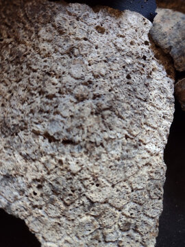 Macro texture of fossilized glyptodon osteoderm armor surface