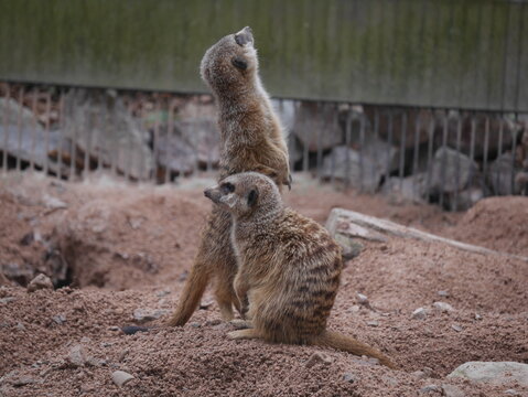 meerkat on guard