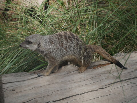meerkat 