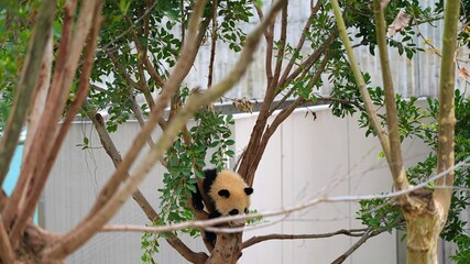 spotting cute panda between the tree branches in the nature, young panda climbing the tree during the day, playful panda © ElizabethGo