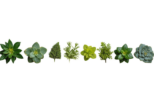 Assorted succulent plant border