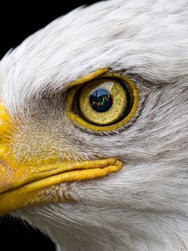 Macro close up of a bald eagle eye reflecting a financial stock market candlestick chart, concept of economic vision.
