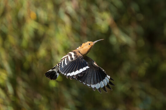 Common Hoopoe (Upupa epops) in flight, displaying its distinctive black-and-white wings and broad rounded wing pattern. 