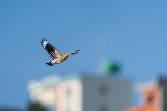 Common Hoopoe (Upupa epops) in flight, displaying its distinctive black-and-white wings and broad rounded wing pattern. 