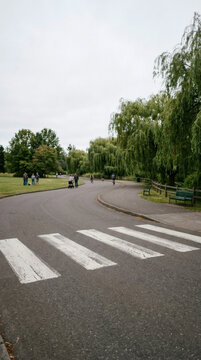 stock photo showing a clear, well-maintained pedestrian crosswalk slicing through a peaceful nature park. The thick white painted bars run parallel across the dark roadway, leading toward a 