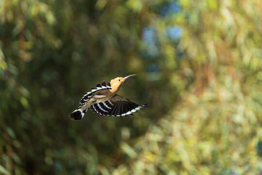 Common Hoopoe (Upupa epops) in flight, displaying its distinctive black-and-white wings and broad rounded wing pattern. 