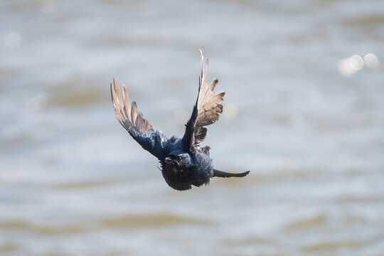 Black Drongo (Dicrurus macrocercus) in flight, captured in a close-up view showing its glossy black plumage. A striking wild bird photographed in mid-air, highlighting its elegant flight 