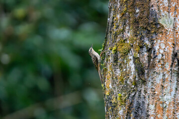 Obraz premium Sikkim Treecreeper (Certhia discolor) climbing along a tree trunk in its characteristic treecreeper behavior, searching for insects beneath the bark. 
