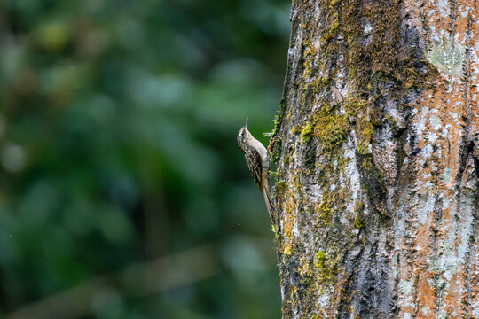 Sikkim Treecreeper (Certhia discolor) climbing along a tree trunk in its characteristic treecreeper behavior, searching for insects beneath the bark. 