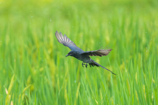 Black Drongo (Dicrurus macrocercus) in flight, captured in a close-up view showing its glossy black plumage. A striking wild bird photographed in mid-air, highlighting its elegant flight 