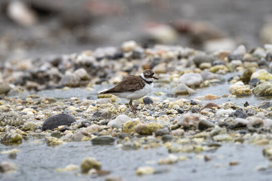 Little Ringed Plover (Charadrius dubius) standing on a sandy and stony river shore in its natural habitat. The small wader is captured against a rugged riverbank, showcasing its distinctive plumage