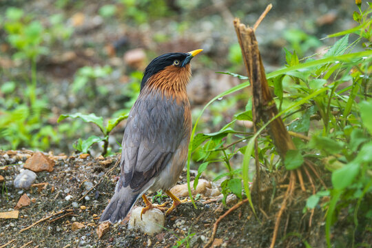 Brahminy Starling (Sturnia pagodarum) foraging on the ground in a natural habitat, captured in close-up detail. 