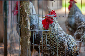  Barred Plymouth Rock Hen Standing in a Wire Fenced Chicken Coop on an Organic Farm © bartsadowski
