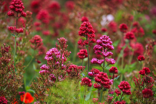 Crimson Red Valerian Perennial Flowers Blooming in a Vibrant Summer Garden Field