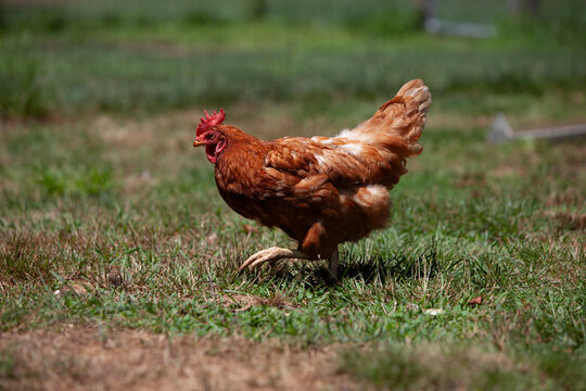 Free Range ISA Brown Hen Foraging on Green Grass Pasture of an Organic Farm