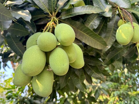 group of mango on the tree