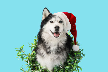 Christmas holiday celebration, happy husky dog wearing a santa hat inside a festive wreath on a blue background © Pixel-Shot
