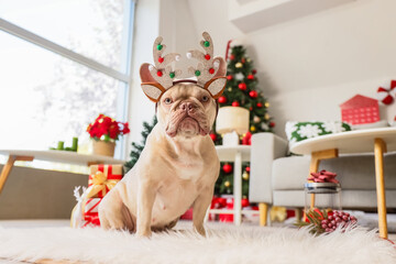 Christmas holiday celebration, French bulldog wearing reindeer antlers sitting on a rug in a cozy living room with a decorated tree and gift boxes © Pixel-Shot