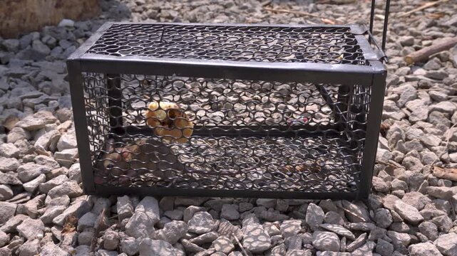 Live rat trapped in a metal wire cage on gravel under bright sunlight
