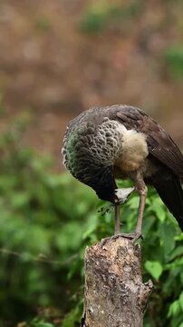 Female Peacock Peahen Perched on a Tree Stump in a Lush Green Forest