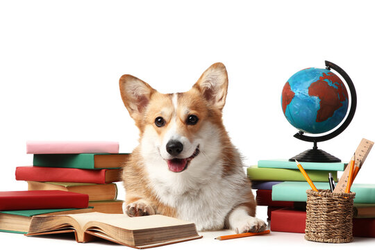 Cute Corgi dog with books, globe and stationery on white background