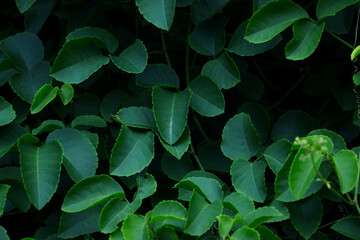 Tropical leaves, abstract green leaves texture, nature background for wallpaper © Sirapob