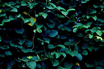 Tropical leaves, abstract green leaves texture, nature background for wallpaper © Sirapob