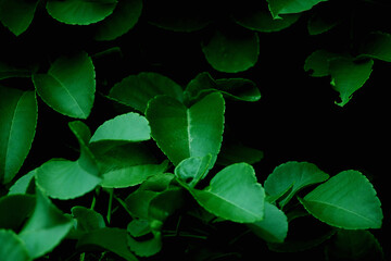 Pattern of leaves or green plants with close-up distance for natural background and wallpaper concept © Sirapob