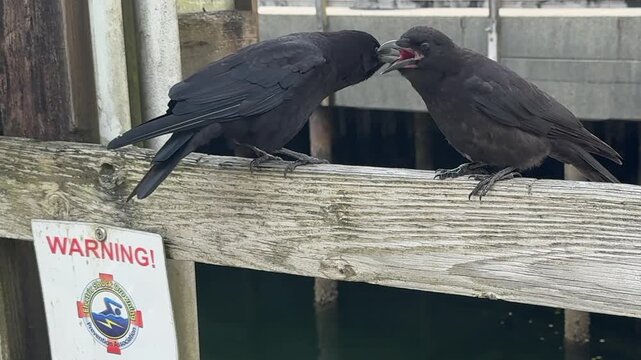 A detailed close-up shot capturing two black crows perced on a wooden railing, squawking at each other. 