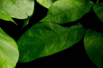 Pattern of leaves or green plants with close-up distance for natural background and wallpaper concept © Sirapob